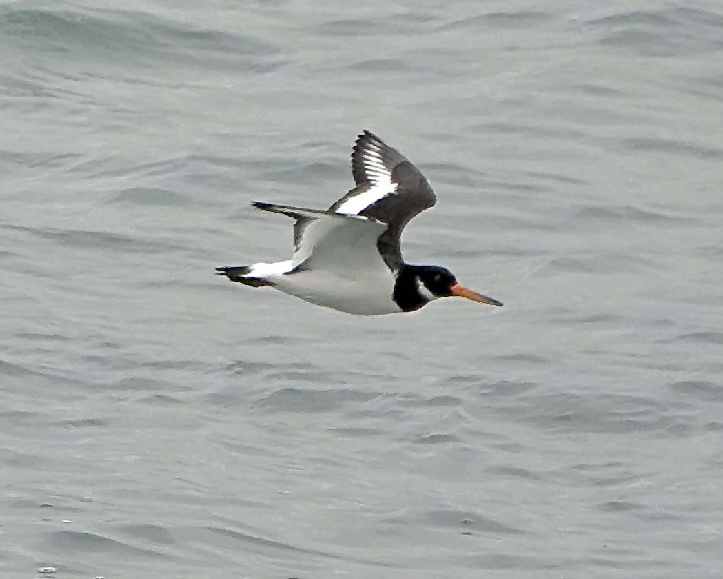 oystercatcher